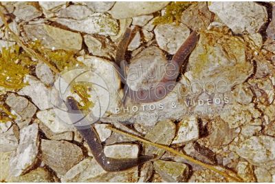 Erpobdella octoculata. Leech