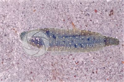 Theromyzon tessulatum. Leech