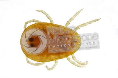 Argas reflexus. Pigeon tick. Dorsal view