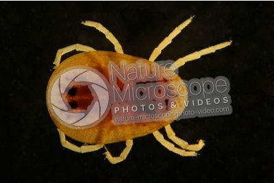 Argas reflexus. Pigeon tick. Dorsal view