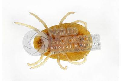 Argas reflexus. Pigeon tick. Ventral view