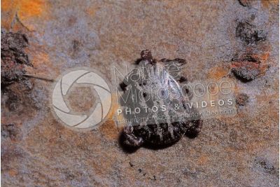 Dermacentor reticulatus. Ornate cow tick. Male