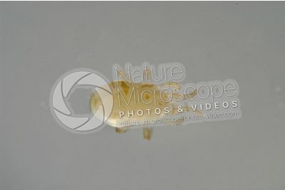 Dermanyssus gallinae. Red mite. Dorsal view