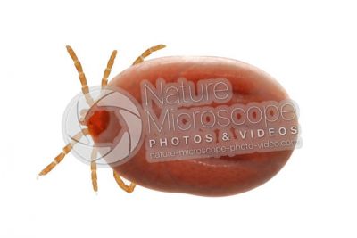 Ixodes canisuga. Dog tick. Dorsal view