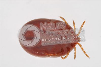 Ixodes canisuga. Dog tick. Ventral view