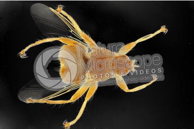 Crataerina hirundinis. Dorsal view
