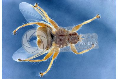 Crataerina hirundinis. Dorsal view
