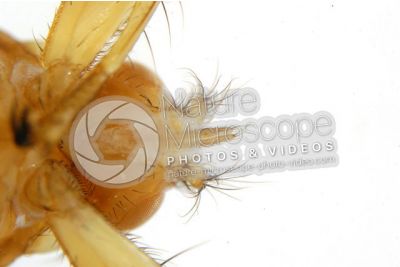 Crataerina hirundinis. Ventral view. 5X