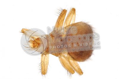 Crataerina pallida. Swift lousefly. Dorsal view