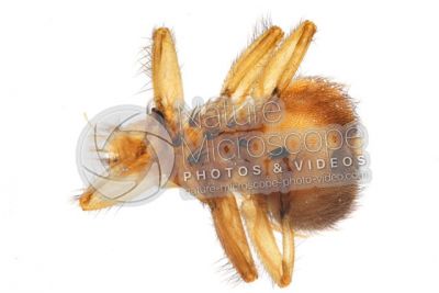 Crataerina pallida. Swift lousefly. Ventral view