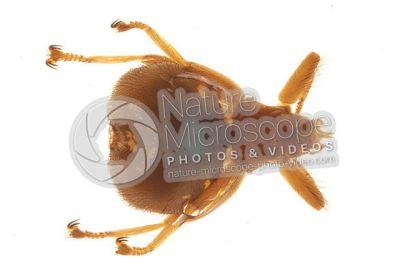 Crataerina pallida. Swift lousefly. Dorsal view