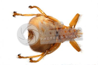 Crataerina pallida. Swift lousefly. Dorsal view