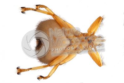Crataerina pallida. Swift lousefly. Ventral view