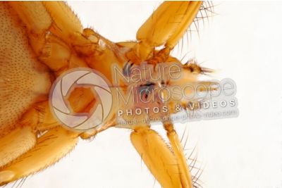 Crataerina pallida. Swift lousefly. Ventral view. 3X