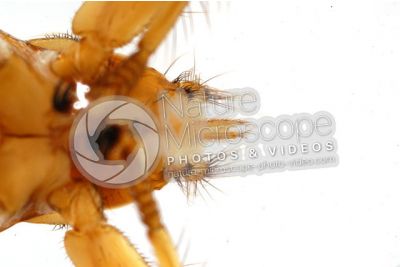 Crataerina pallida. Swift lousefly. Ventral view. 5X