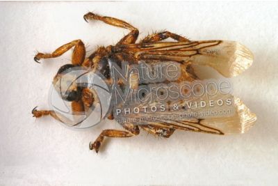 Hippobosca equina. Forest fly