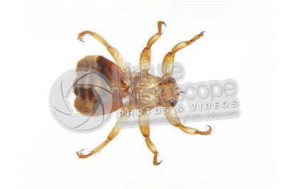 Lipotema cervi. Dorsal view
