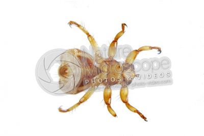 Lipotema cervi. Ventral view