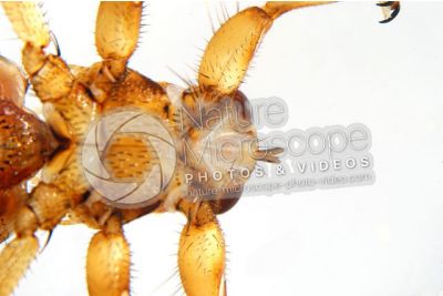 Lipotema cervi. Ventral view. 3X