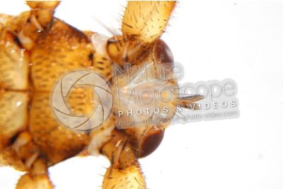 Lipotema cervi. Ventral view. 5X