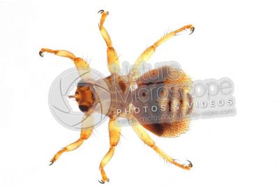 Lipotema cervi. Dorsal view
