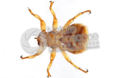 Lipotema cervi. Ventral view