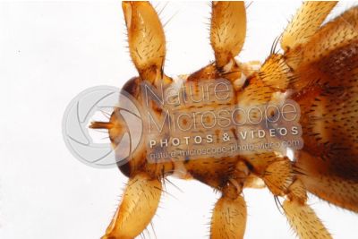 Lipotema cervi. Ventral view. 3X