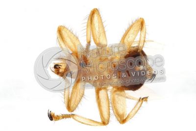 Stenepteryx hirundinis. Ventral view