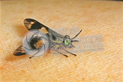 Chrysops caecutiens. Splayed deer fly