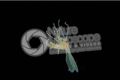 Phlebotomus papatasi. Sand fly. Lateral view
