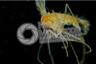 Phlebotomus papatasi. Sand fly. Lateral view