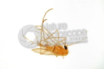 Phlebotomus papatasi. Sand fly. Lateral view
