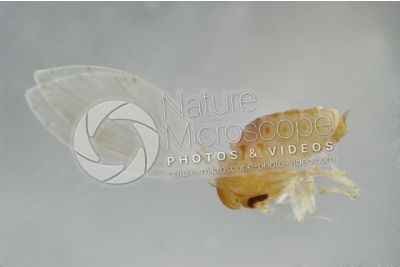 Phlebotomus papatasi. Sand fly. Lateral view