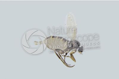 Phlebotomus papatasi. Sand fly. Lateral view