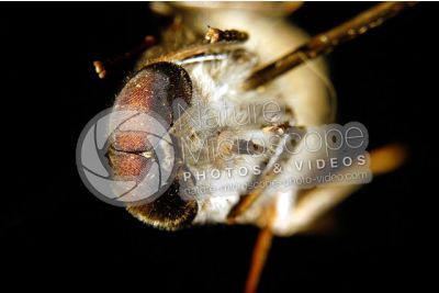 Tabanus sp. Horse-fly. Front view. 2X