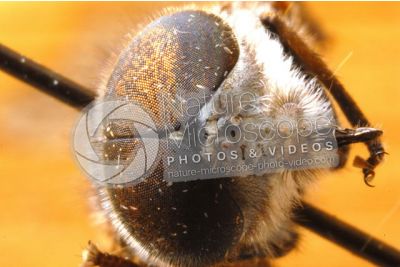 Tabanus sp. Horse-fly. Front view. 5X