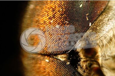 Tabanus sp. Horse-fly. Front view. 15X