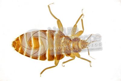 Cimex lectularius. Bed bug. Dorsal view. 7X