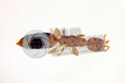 Scleroderma domesticum. Dorsal view