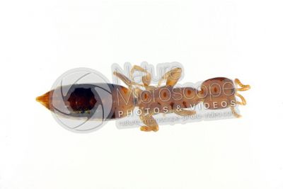 Scleroderma domesticum. Ventral view
