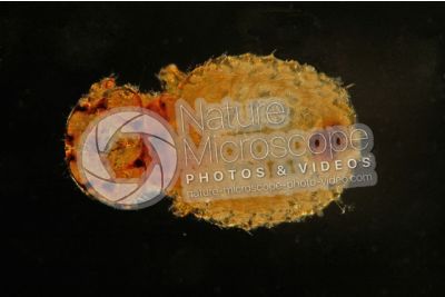 Damalinia equi. Biting louse. Dorsal view