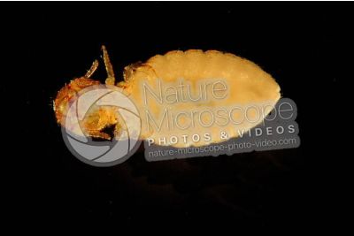 Damalinia equi. Biting louse. Ventral view
