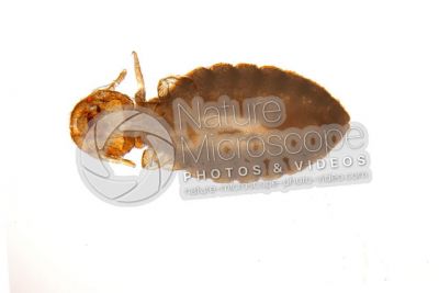 Damalinia equi. Biting louse. Ventral view