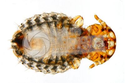 Damalinia equi. Biting louse. Ventral view