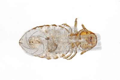 Damalinia equi. Biting louse. Ventral view