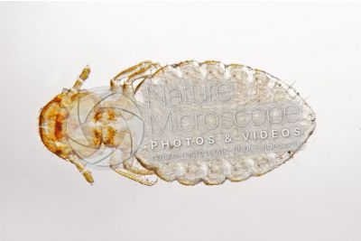 Damalinia equi. Biting louse. Ventral view