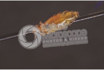 Pediculus humanus capitis. Head louse. Pediculosis. Dorsal view