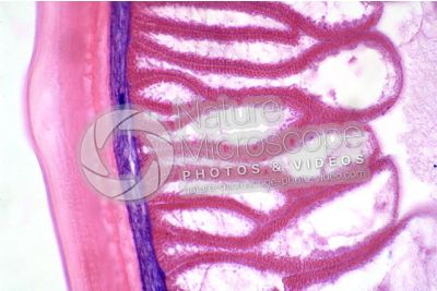 Ascaris megalocephala. Ascariasis. Male. Transverse section. 500X