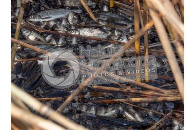 Scardinius erythrophthalmus. Scardola. Riproduzione