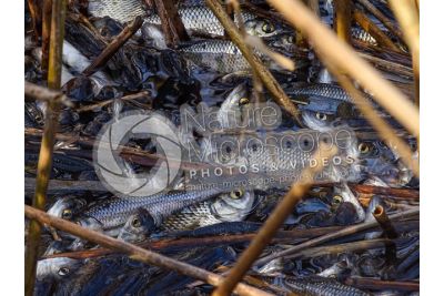Scardinius erythrophthalmus. Scardola. Riproduzione
